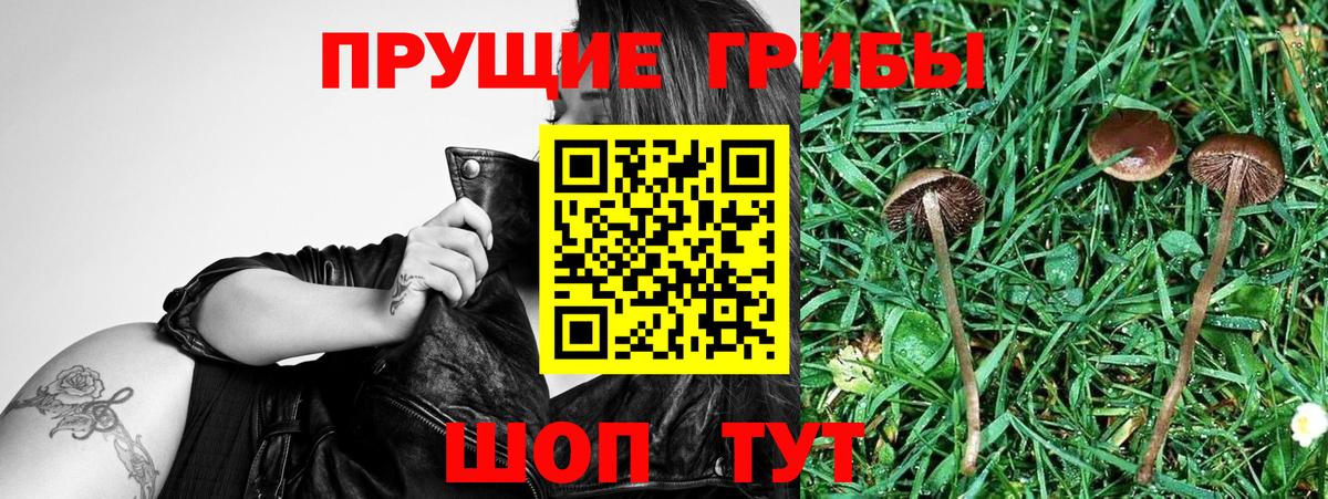 Выборг  Галлюциногенные грибы Cubensis  Галлюциногенные грибы MAGIC MUSHROOMS  Вход с VPN 